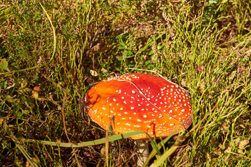 Muchomor czerwony, Amanita muscaria (L.) Lam.