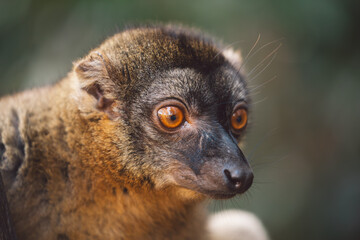Madagascar - Common brown lemur