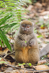 Madagascar - Eastern lesser bamboo lemur