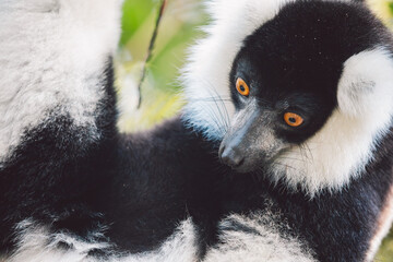 Black-and-white ruffed lemur