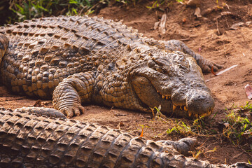 Crocodile