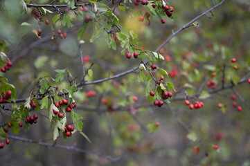 red berries on a branch