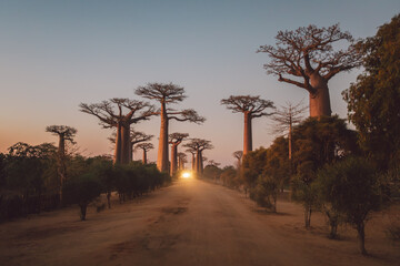Madagascar - Baobab Valley at dusk