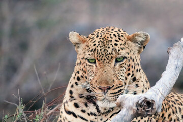 Close up of the  beautiful young leopard