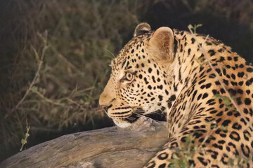 Close up of the  beautiful young leopard