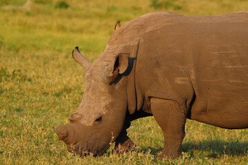Obraz premium Little pretty bird on top of the young brown Rhino in green open field