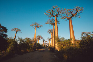 Fototapeta premium Madagascar - Baobab Valley at sunrise