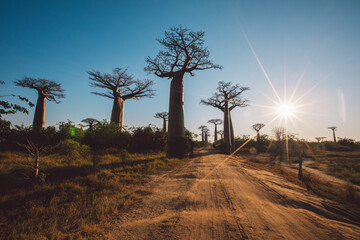 Fototapeta premium Madagascar - Baobab Valley at sunrise