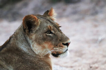 Naklejka premium Close up of the beautiful female lion on a blur background