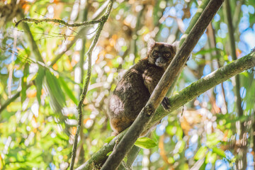 Bamboo lemur - Madagascar © Cristian Bortes