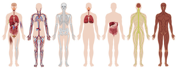 human body anatomy