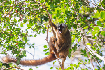 Common brown lemur in a tree
