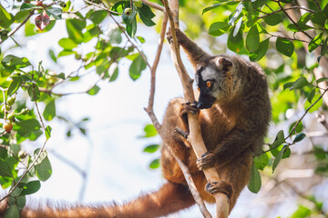 Common brown lemur in a tree