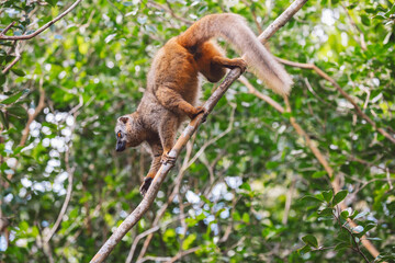 Common brown lemur in a tree