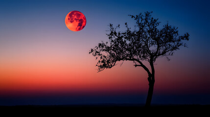 Red Moon and Silhouette of Deciduous Tree: A natural phenomenon showing the red moon in the evening sky with the silhouette of a deciduous tree.