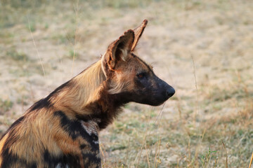 Close up of the African wild dog