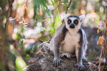 Madagascar - Ring-tailed lemurs (Lemur catta) 