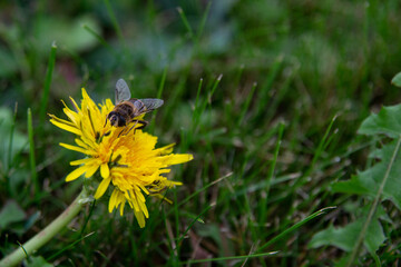 bee on a dandelion