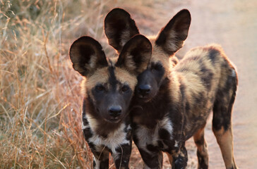 A pack of African wild dogs on the grass