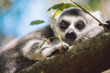Madagascar - Ring-tailed lemurs (Lemur catta) 