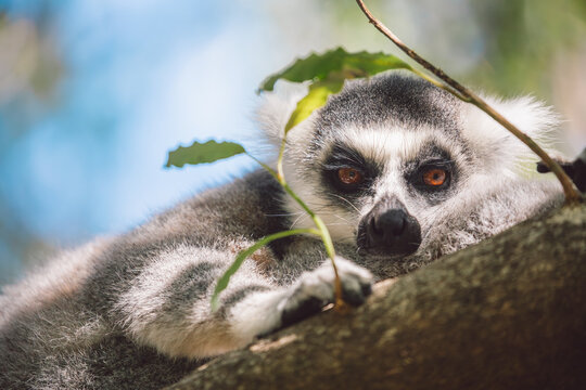 Madagascar - Ring-tailed lemurs (Lemur catta) 