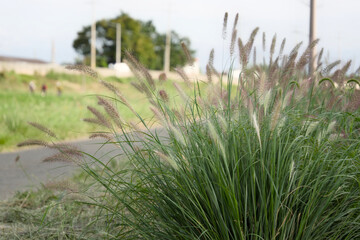 가을날 산책로 옆 풀밭의 수크령