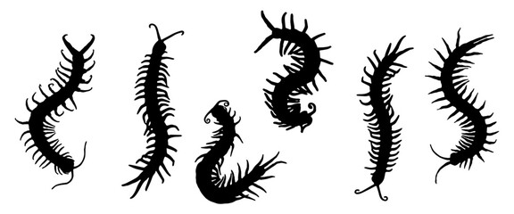 set of wheat ears
Silhouette of a centipede 
Halloween day