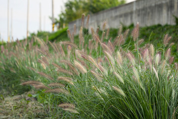 가을날 풀밭의 수트령