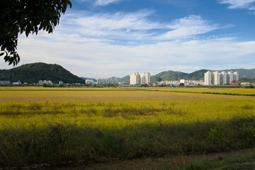 Obraz premium 시골과 도시가 공존하는 곳