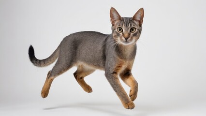 Blue abyssinian cat on grey background