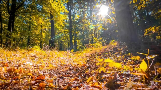 The camera smoothly moves over an autumn forest floor, showcasing the play of light between the trees. The sun shines through the leaves, creating a warm, autumnal atmosphere.