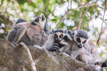 Madagascar - Ring-tailed lemurs (Lemur catta) 