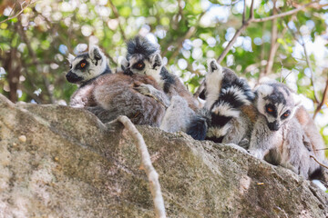 Madagascar - Ring-tailed lemurs (Lemur catta) 