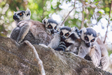 Madagascar - Ring-tailed lemurs (Lemur catta) 