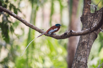 Madagascar Paradise Flycatcher