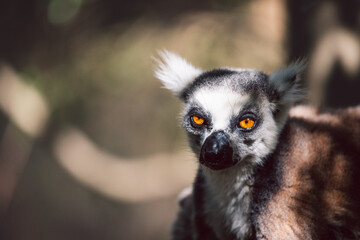 Madagascar - Ring-tailed lemur (Lemur catta) 