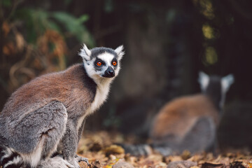 Madagascar - Ring-tailed lemur (Lemur catta) 