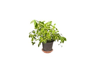 Tree in ceramic pot isolated on white background. Plants growing in pots or planters. beautiful natural home decorations. Interior design