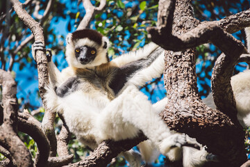 Verreaux's Sifaka lemur in a tree