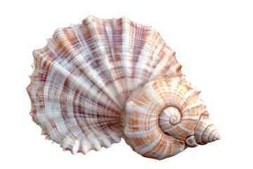 Obraz premium Beautiful seashells with intricate patterns on a white isolated background.