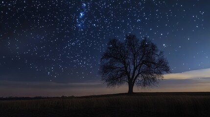 Silhouetted tree under a starry night sky.