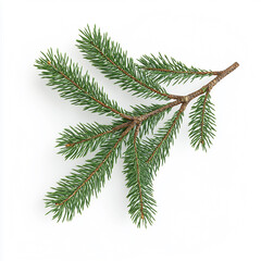 Naklejka premium Green Fit Spruce Branch on Solid White Background