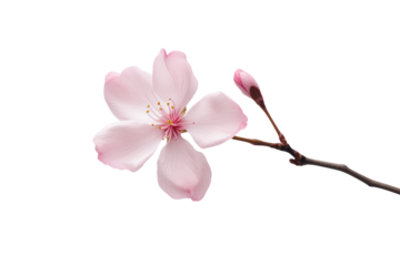 A single sakura bloom with softly curled petals, highlighted in natural light, isolated against a clean white background
