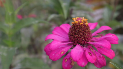 Pink flower (Zinnia elegans) in full bloom in the garden