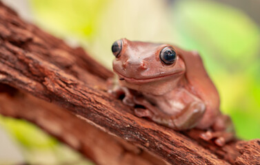 An Australian tree frog sits on the bark of a tree. The frog turns around and looks at the camera.