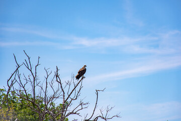 Osprey resting in a tree at Thousand Islands Conservation Area in the Indian River Lagoon in Cocoa Beach, Brevard County, Florida.