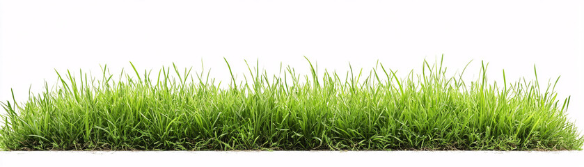 Fototapeta premium grass