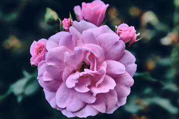 pink flowers