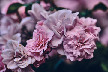 Obraz premium Pink and purple roses