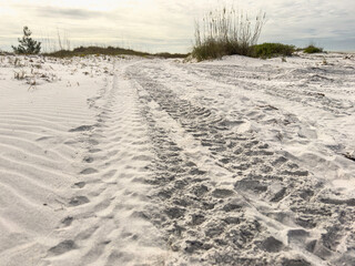 Perspective of several sets of tire tracks curving out of sight toward low dunes of white sand along a public beach on a barrier island along the Gulf Coast on a cloudy afternoon in southwest Florida